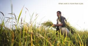 Farmer in a rice field holding harvested crops, symbolising finding flow and purpose at work